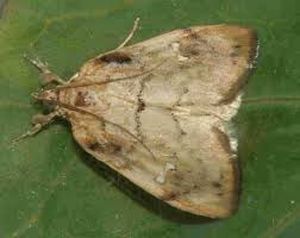 uploads/images/pest/cabbage borer.jpg